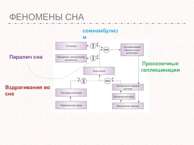 ФЕНОМЕНЫ СНА Паралич сна сомнамбулизм Просоночные галлюцинации Вздрагивания во сне