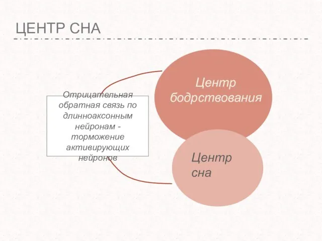 ЦЕНТР СНА Центр бодрствования Центр сна Отрицательная обратная связь по длинноаксонным нейронам - торможение активирующих нейронов