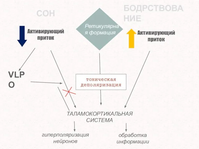 Ретикулярная формация СОН БОДРСТВОВАНИЕ ТАЛАМОКОРТИКАЛЬНАЯ СИСТЕМА тоническая деполяризация Активирующий приток VLPO гиперполяризация нейронов обработка информации