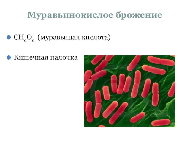 Муравьинокислое брожение СН2О2 (муравьиная кислота) Кишечная палочка