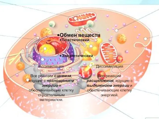 Обмен веществ Пластический Энергетический Ассимиляция Все реакции синтеза, идущие с поглощением энергии