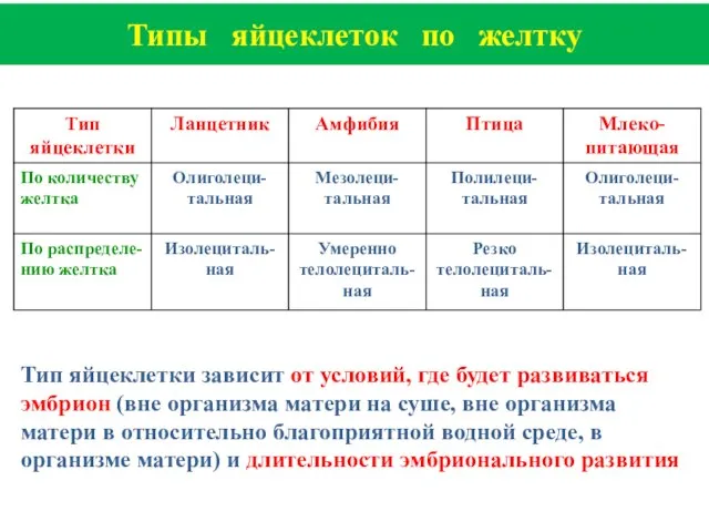 Типы яйцеклеток по желтку Тип яйцеклетки зависит от условий, где будет развиваться