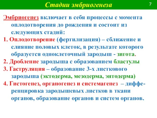 Эмбриогенез включает в себя процессы с момента оплодотворения до рождения и состоит