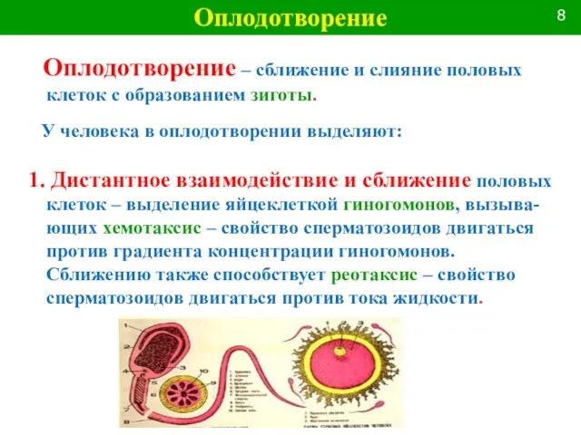 Оплодотворение – сближение и слияние половых клеток с образованием зиготы. У человека