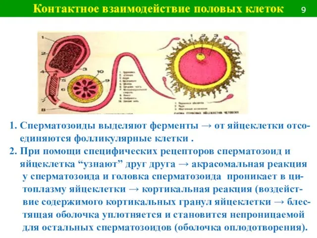 1. Сперматозоиды выделяют ферменты → от яйцеклетки отсо- единяются фолликулярные клетки .