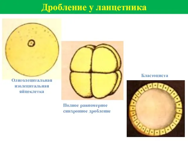 Дробление у ланцетника Олиголецитальная изолецитальная яйцеклетка Полное равномерное синхронное дробление Бластоциста