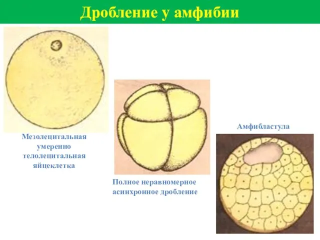 Дробление у амфибии Мезолецитальная умеренно телолецитальная яйцеклетка Полное неравномерное асинхронное дробление Амфибластула