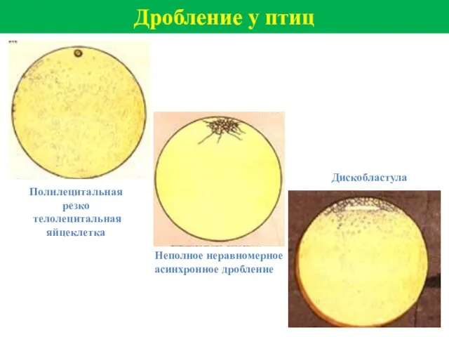 Дробление у птиц Полилецитальная резко телолецитальная яйцеклетка Неполное неравномерное асинхронное дробление Дискобластула