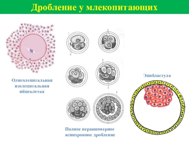 Дробление у млекопитающих Олиголецитальная изолецитальная яйцеклетка Полное неравномерное асинхронное дробление Эпибластула