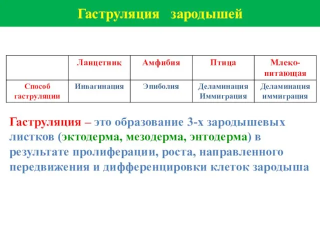 Гаструляция зародышей Гаструляция – это образование 3-х зародышевых листков (эктодерма, мезодерма, энтодерма)