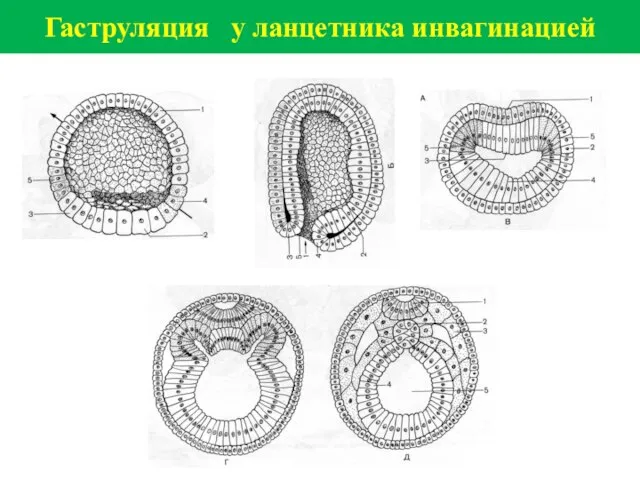 Гаструляция у ланцетника инвагинацией