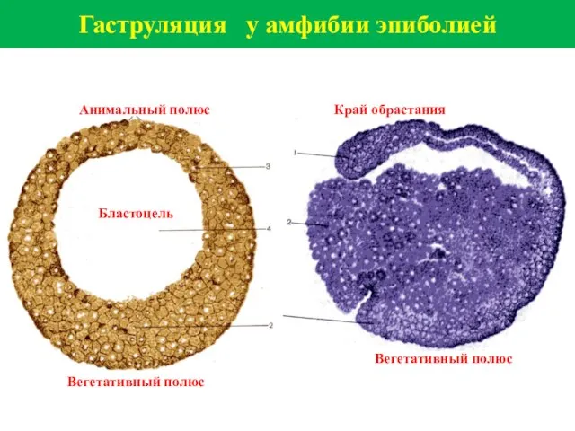 Гаструляция у амфибии эпиболией Анимальный полюс Вегетативный полюс Край обрастания Вегетативный полюс Бластоцель