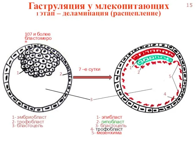 Гаструляция у млекопитающих I этап – деламинация (расщепление) 1- эмбриобласт 1- эпибласт