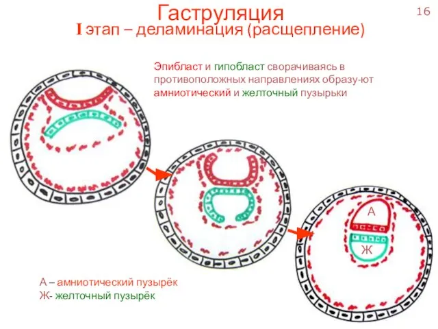 Гаструляция I этап – деламинация (расщепление) Эпибласт и гипобласт сворачиваясь в противоположных