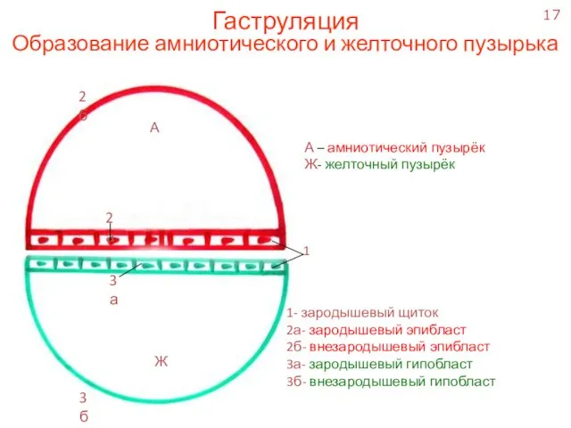 А Ж 1 2а 3а 2б 3б 1- зародышевый щиток 2а- зародышевый