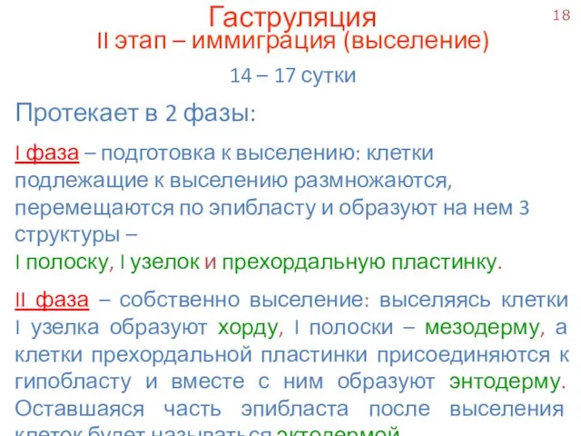 Гаструляция II этап – иммиграция (выселение) 14 – 17 сутки Протекает в