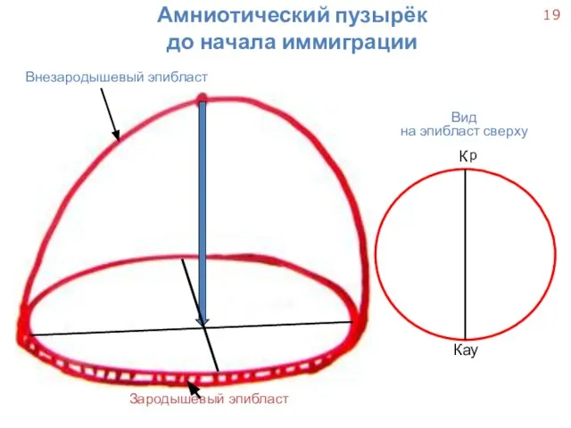 Вид на эпибласт сверху К р Кау Амниотический пузырёк до начала иммиграции