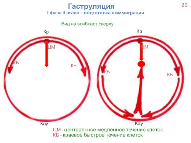 Гаструляция I фаза II этапа – подготовка к иммиграции Вид на эпибласт