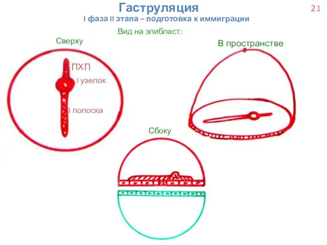 ПХП I узелок I полоска Гаструляция I фаза II этапа – подготовка