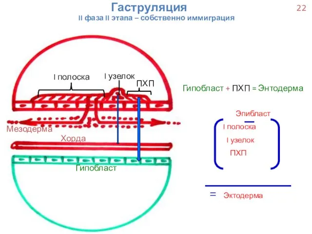 Гаструляция II фаза II этапа – собственно иммиграция ПХП I полоска I