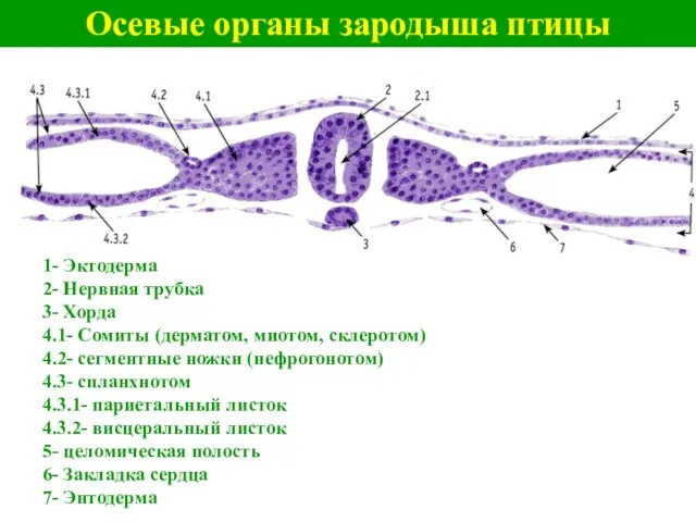 Осевые органы зародыша птицы 1- Эктодерма 2- Нервная трубка 3- Хорда 4.1-