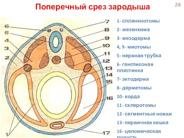 Поперечный срез зародыша 1- спланхнотомы 2- мезенхима 3- мезодерма 4, 9- миотомы