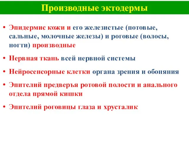 Производные эктодермы Эпидермис кожи и его железистые (потовые, сальные, молочные железы) и