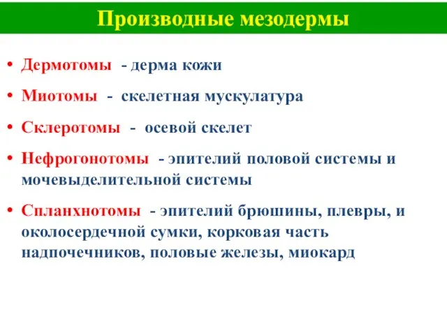 Производные мезодермы Дермотомы - дерма кожи Миотомы - скелетная мускулатура Склеротомы -