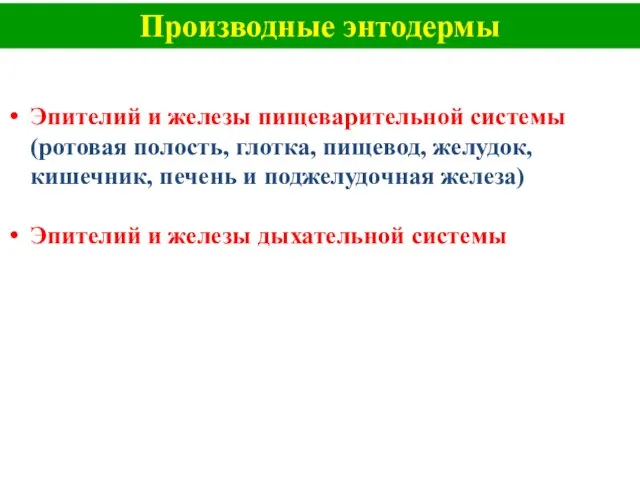 Производные энтодермы Эпителий и железы пищеварительной системы (ротовая полость, глотка, пищевод, желудок,