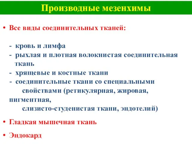 Производные мезенхимы Все виды соединительных тканей: - кровь и лимфа - рыхлая