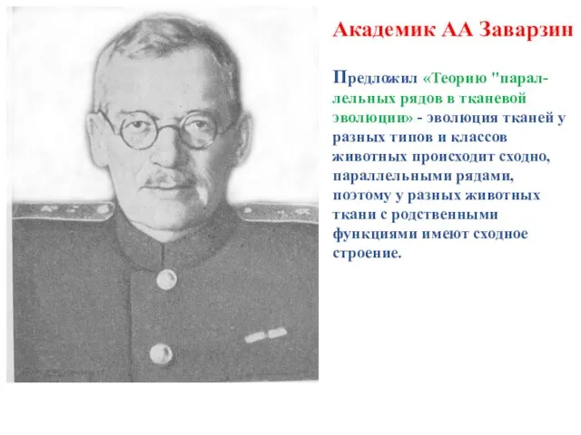 Академик АА Заварзин Предложил «Теорию "парал-лельных рядов в тканевой эволюции» - эволюция