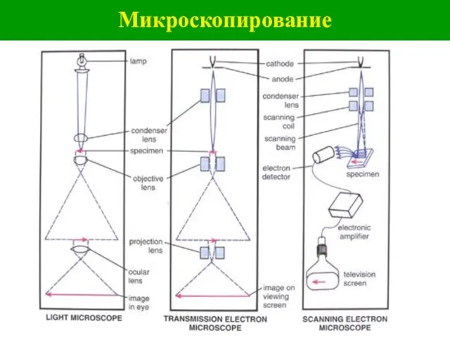 Микроскопирование