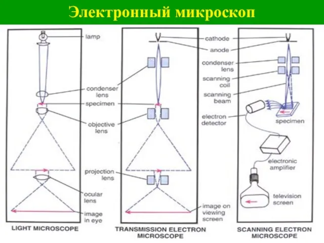 Электронный микроскоп