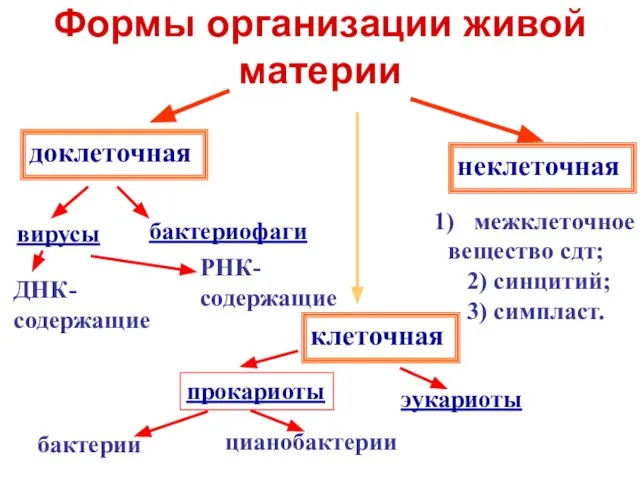 Формы организации живой материи доклеточная клеточная неклеточная вирусы бактериофаги ДНК- содержащие РНК-