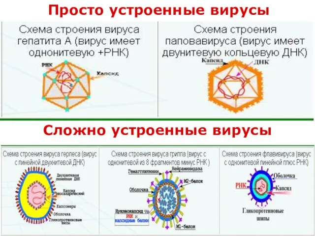 Сложно устроенные вирусы Просто устроенные вирусы