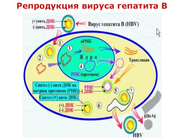 Репродукция вируса гепатита В
