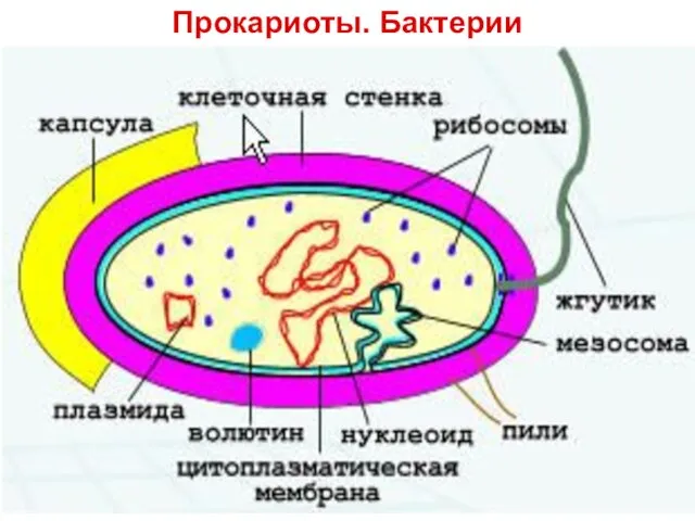 Прокариоты. Бактерии