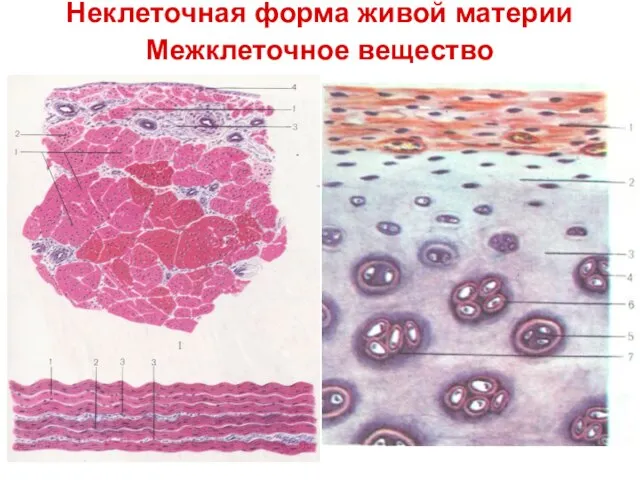 Неклеточная форма живой материи Межклеточное вещество