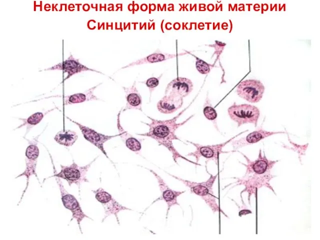 Неклеточная форма живой материи Синцитий (соклетие)