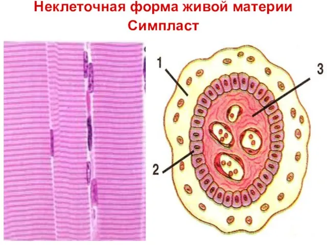 Неклеточная форма живой материи Симпласт