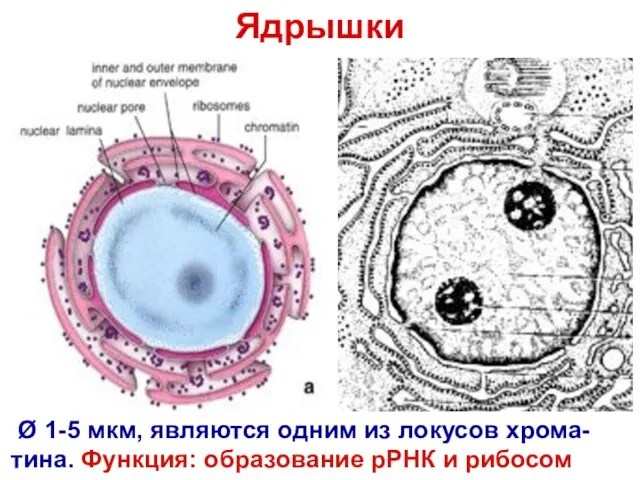 Ядрышки Ø 1-5 мкм, являются одним из локусов хрома-тина. Функция: образование рРНК и рибосом