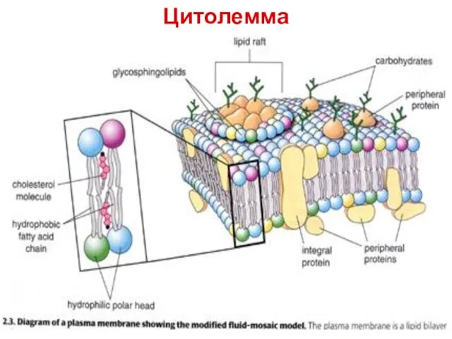 Цитолемма