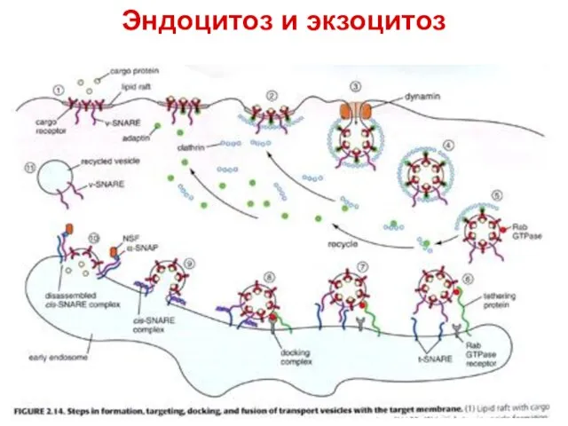 Эндоцитоз и экзоцитоз