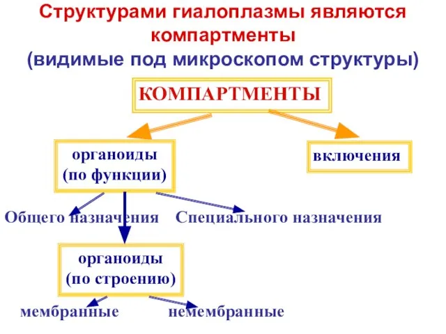 Структурами гиалоплазмы являются компартменты (видимые под микроскопом структуры) КОМПАРТМЕНТЫ органоиды (по функции)