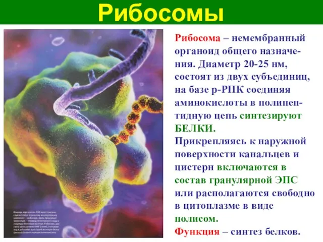 Рибосомы Рибосома – немембранный органоид общего назначе-ния. Диаметр 20-25 нм, состоят из