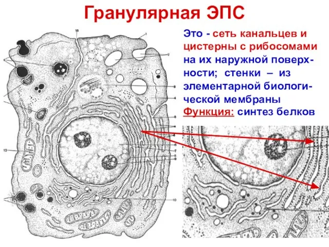 Гранулярная ЭПС Это - сеть канальцев и цистерны с рибосомами на их