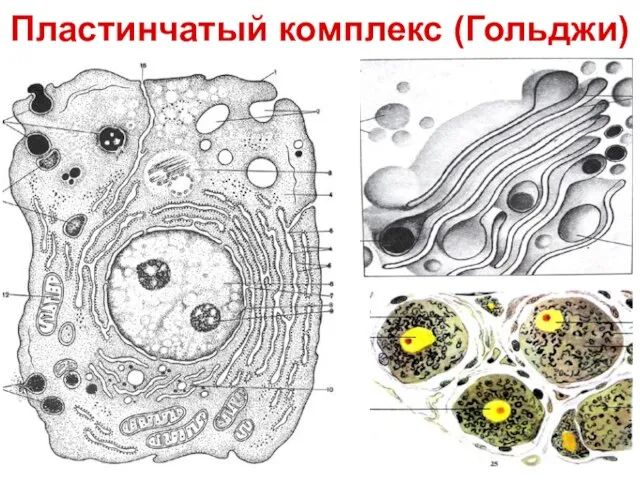 Пластинчатый комплекс (Гольджи)