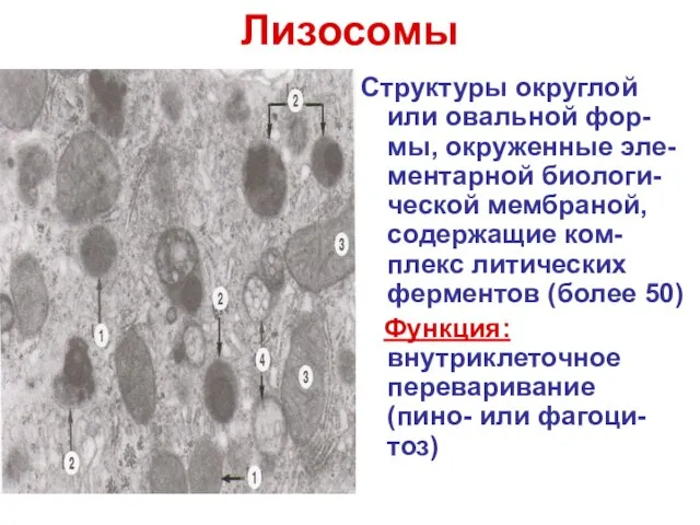 Лизосомы Структуры округлой или овальной фор-мы, окруженные эле-ментарной биологи-ческой мембраной, содержащие ком-плекс