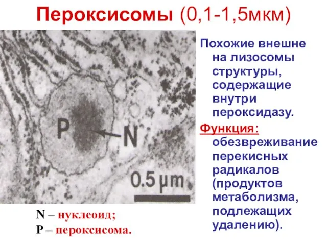 Пероксисомы (0,1-1,5мкм) Похожие внешне на лизосомы структуры, содержащие внутри пероксидазу. Функция: обезвреживание