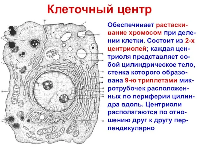 Клеточный центр Обеспечивает растаски-вание хромосом при деле-нии клетки. Состоит из 2-х центриолей;